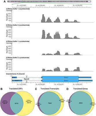 Optimization of Ribosome Footprinting Conditions for Ribo-Seq in Human and Drosophila melanogaster Tissue Culture Cells